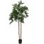 PHILODENDRON SELLOUM TREE 220CM GREEN