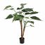 ALOCASIA CUCULLATA 85CM GREEN