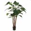ALOCASIA CUCULLATA 110CM GREEN