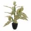 SPECKLE PLANT 55CM GREEN