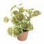 GERANIUM PLANT 23CM GREEN