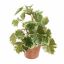 GERANIUM PLANT 23CM WHITE GREEN