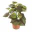 PERILLA PLANT 23CM GREEN