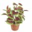 PERILLA PLANT 23CM GREEN RED
