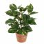 POTHOS PLANT 30CM POTHOS