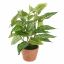 ZEBRA PLANT 30CM ZEBRA