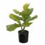 FIDDLE LEAF PLANT 35CM GREEN
