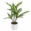DRACEANA PLANT 40CM GREEN