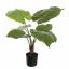 ALOCASIA PLANT 65CM GREEN