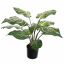 ZEBRA PLANT 50CM GREEN