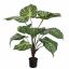 ZEBRA PLANT 90CM GREEN
