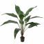 SPATHIPHYLLIUM PLANT 100CM GREEN