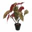 SPOTTED BEGONIA 50CM GREEN