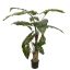 ALOCASIA PLANT 120CM GREEN