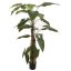ALOCASIA PLANT 180CM GREEN