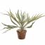 STAGHORN IN POT 30CM GREEN