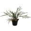 STAGHORN IN POT 50CM GREEN