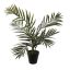 ARECA PALM IN POT 55CM GREEN