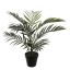 ARECA PALM IN POT 55CM GREEN
