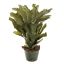 STAGHORN IN POT 45CM GREEN