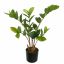 ZAMIFOLIA PLANT IN POT 50CM GREEN