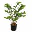 ZAMIFOLIA PLANT IN POT 70CM GREEN