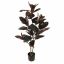 RUBBER LEAF TREE 115CM BURGUNDY
