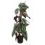 CISSUS CLIMBING PLANT 90CM GREEN