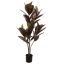 BLACK RUBBER PLANT 90CM BURGUNDY