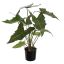 ALOCASIA 60CM GREEN