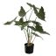 ALOCASIA 70CM GREEN