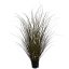 SPOTTED GRASS IN POT H 73 CM