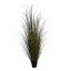 SPOTTED GRASS IN POT H 180 CM