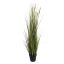GRASS W/SLIM PLUM IN POT H 132CM GREEN