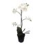 ORCHID X 4 67CM IN POT CREAM