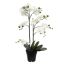 ORCHID X 7 IN POT 76CM CREAM