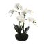 ORCHID X 6 ON ROUND FLAT SOIL BASE 62CM CREAM