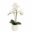 ORCHID X2 IN POT 55CM WHITE
