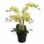 ORCHID X5 IN POT 55CM GREEN