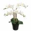 ORCHID X5 IN POT 55CM WHITE