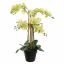 ORCHID X9 IN POT 75CM GREEN