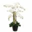 ORCHID X9 IN POT 75CM WHITE