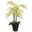 ORCHID X8 IN POT 90CM GREEN
