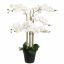 ORCHID X8 IN POT 90CM WHITE
