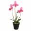 SLIPPER ORCHID IN POT 48CM BEAUTY