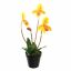 SLIPPER ORCHID IN POT 48CM YELLOW