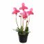 SLIPPER ORCHID IN POT 55CM BEAUTY