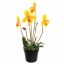SLIPPER ORCHID IN POT 55CM YELLOW
