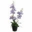 VANDA IN POT 50CM BLUE