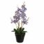 VANDA IN POT 60CM BLUE